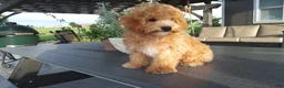 Maltipoo dogs for sale: Ranger - Ad 3