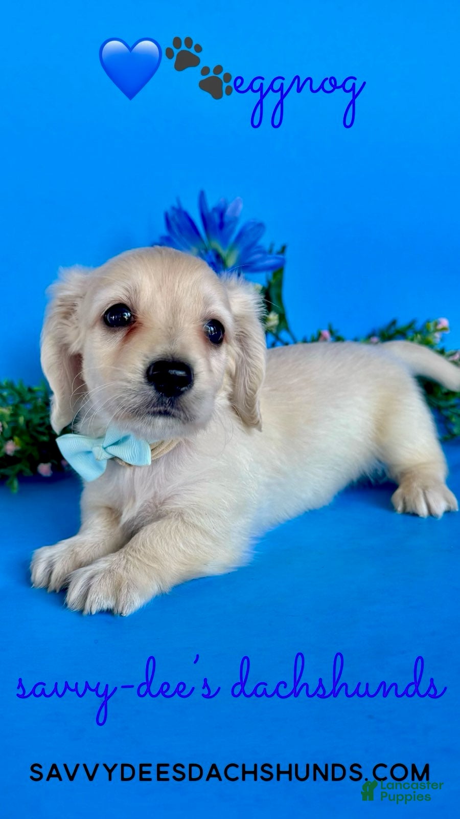 Dachshund dogs Boy - Ad 2