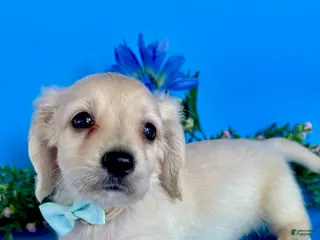 Dachshund dogs Boy - Ad 2