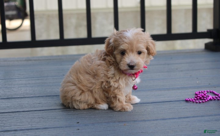 Maltipoo dogs Bonnie  - Ad 2