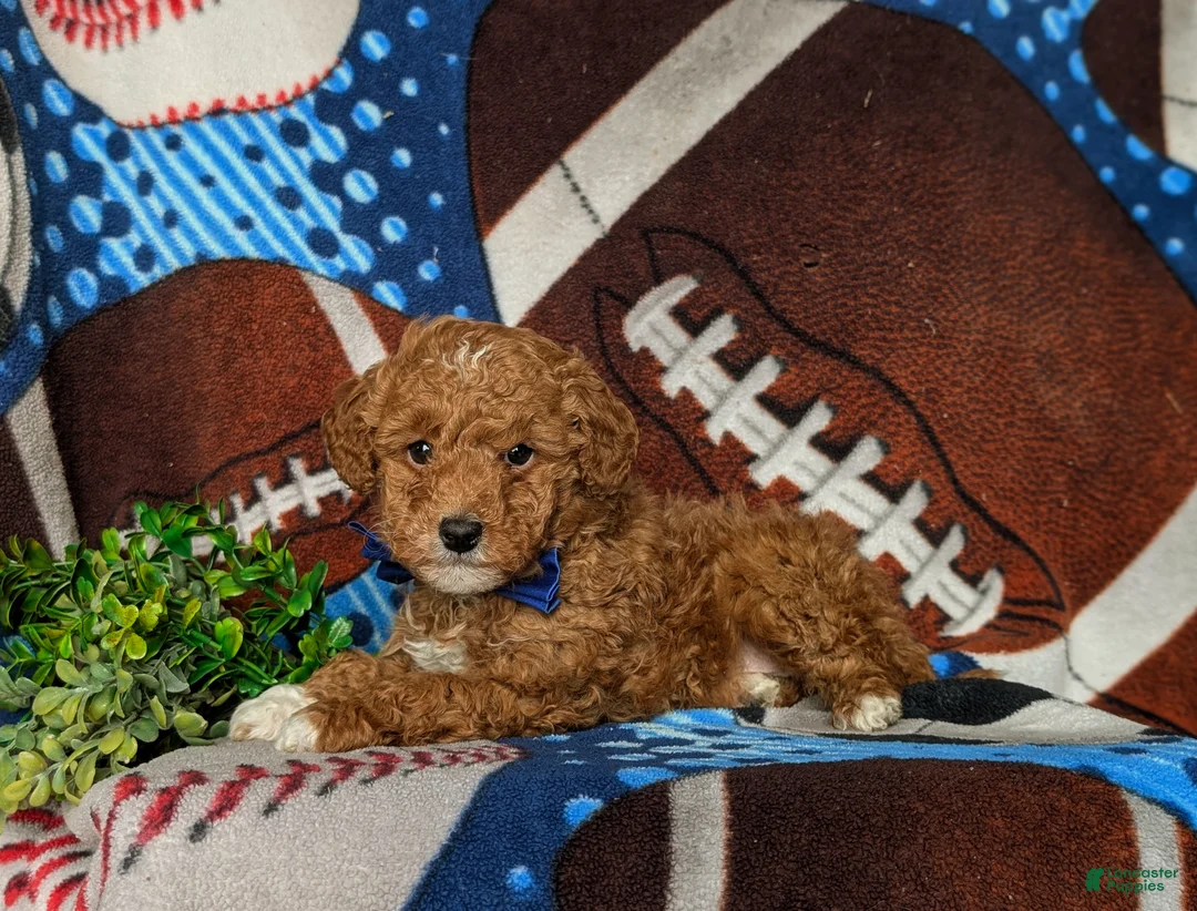 Mixed Breed dogs for sale: Dunmore Hypoallergenic - Ad 5