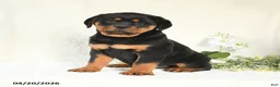Rottweiler dogs for sale: Angel - Ad 3