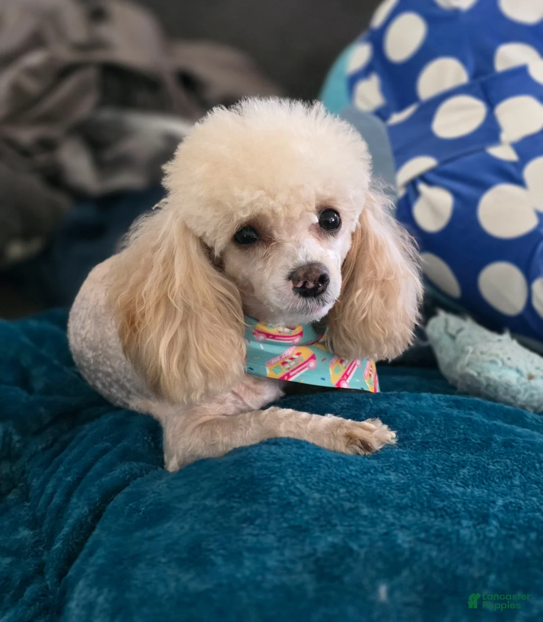 Maltipoo dogs for sale: Maltipoo Puppy 3 - Ad 2