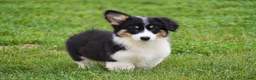 Welsh Corgi Pembroke dogs for sale: Julie - Ad 5