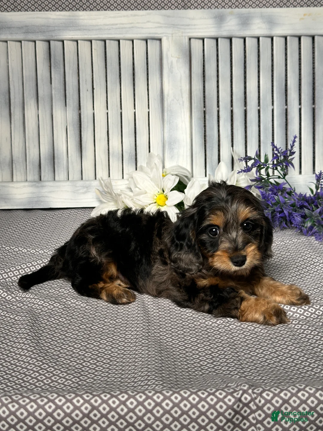 Mixed Breed dogs for sale: Ashley - Ad 7