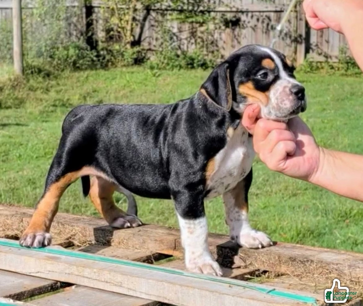 American Bully dogs for sale: American Bully 1 - Ad 1