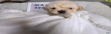 George