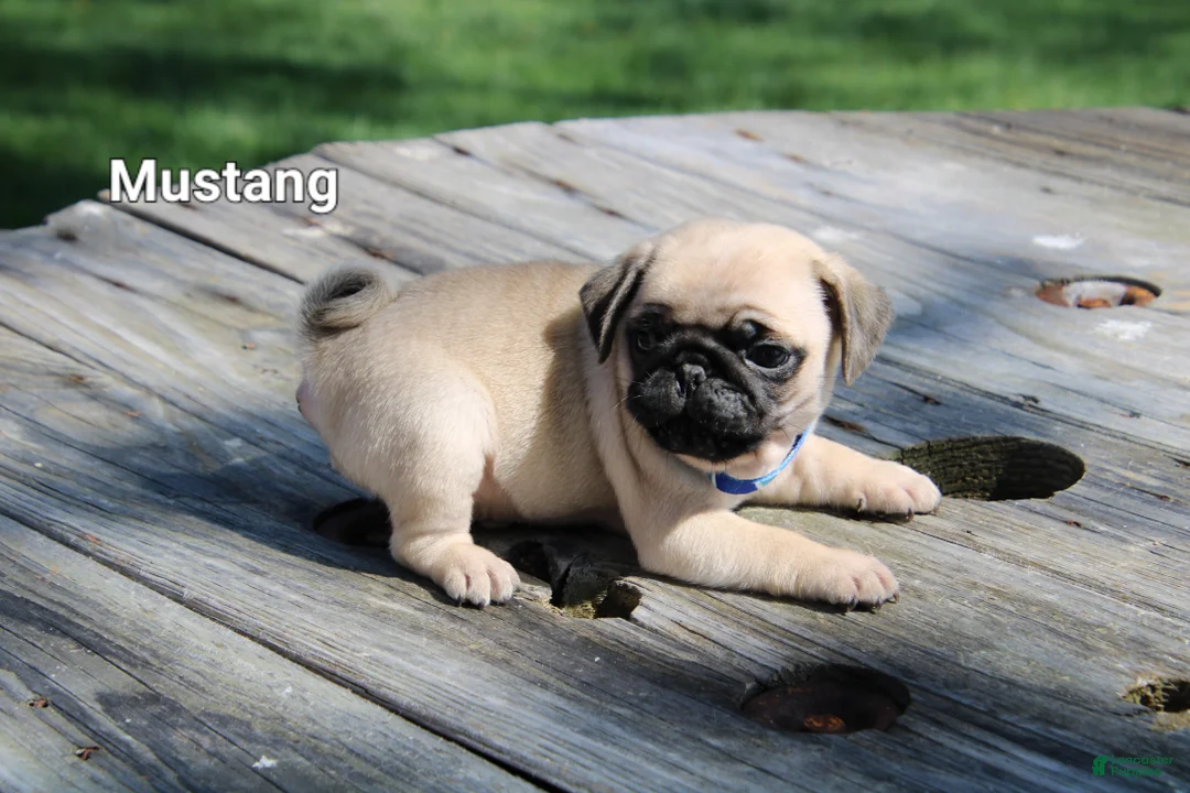 Pug dogs for sale: Mustang - Ad 3