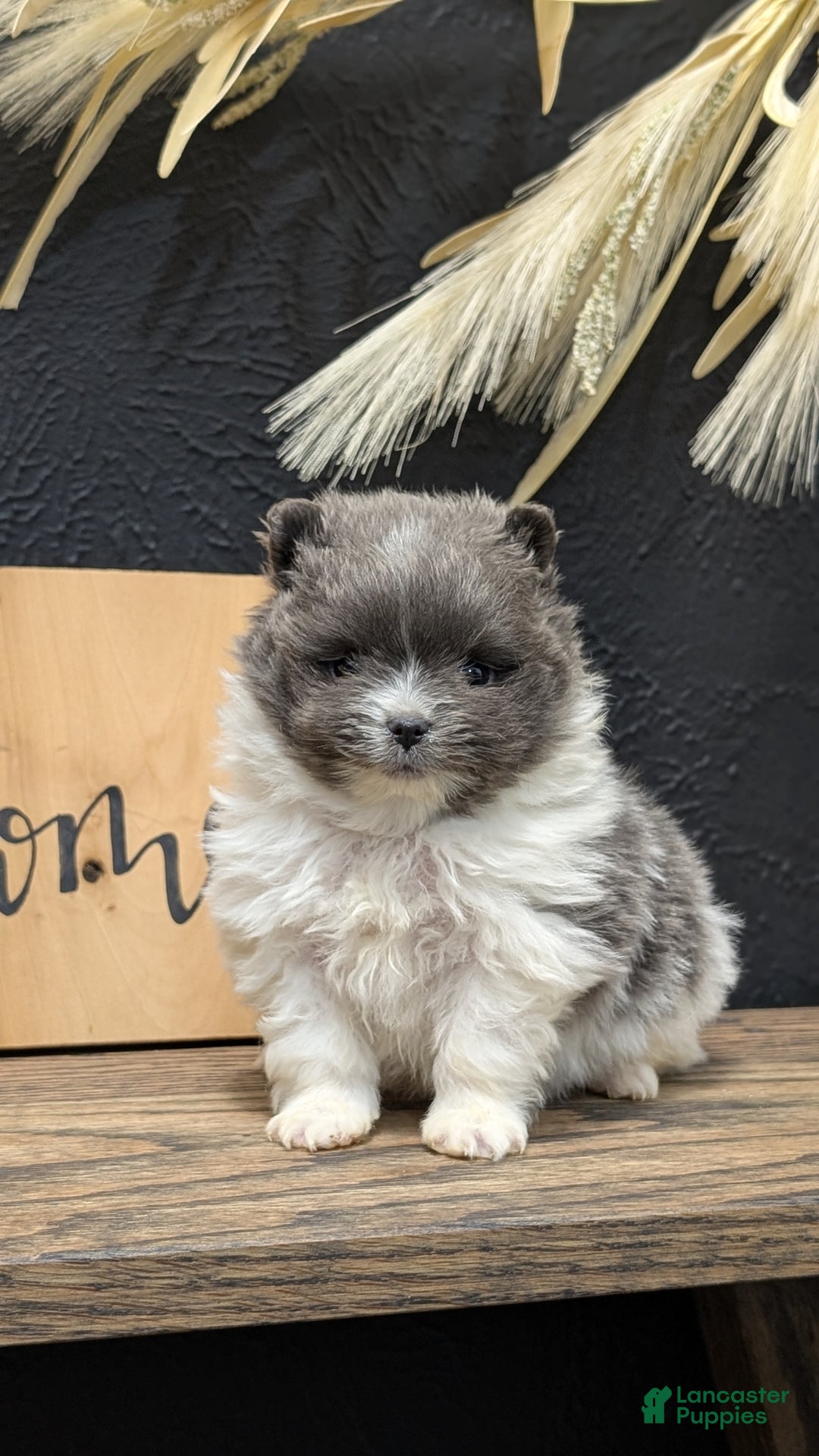 Pomeranian dogs for sale: Yogi  - Ad 7