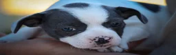 Frenchton dogs for sale: Quinto Bear - Ad 7