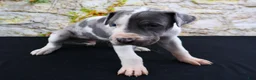 Great Dane dogs for sale: Cujo - Ad 9