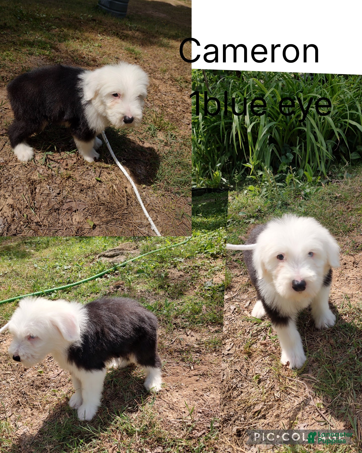 Old English Sheepdog dogs Old English Sheepdog Cameron  - Ad 1