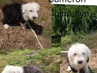 Old English Sheepdog dogs for sale: Old English Sheepdog Cameron - Ad 3