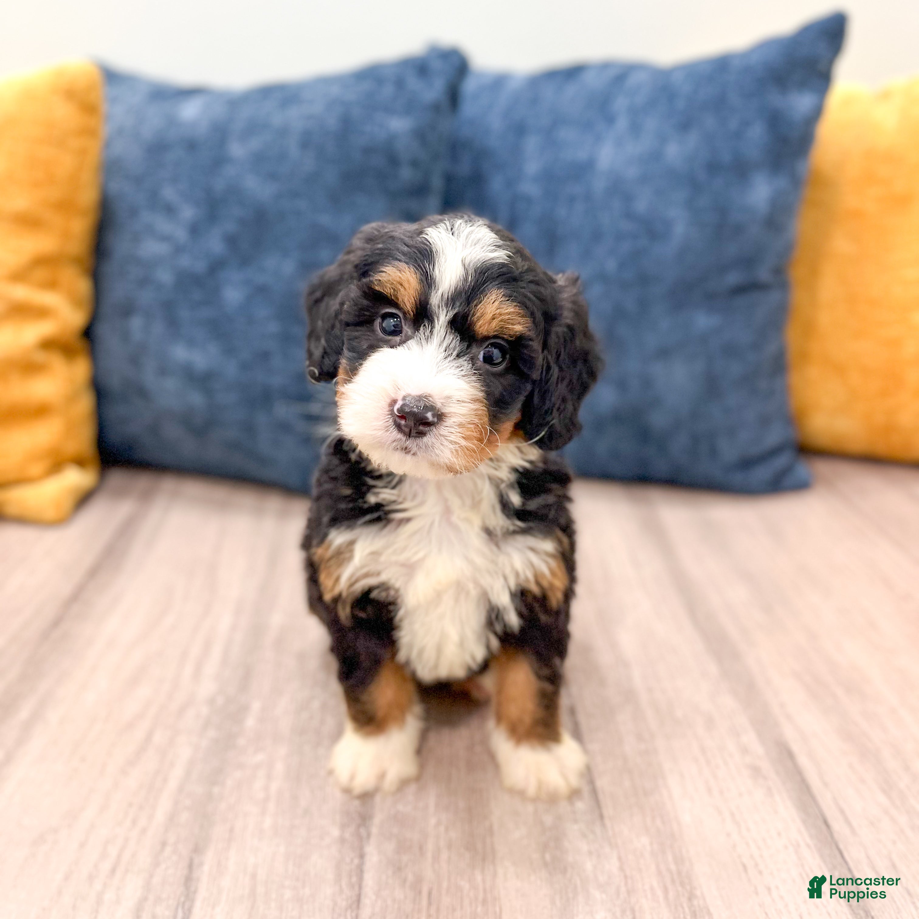 Mini Bernedoodle dogs Stella - Ad 1