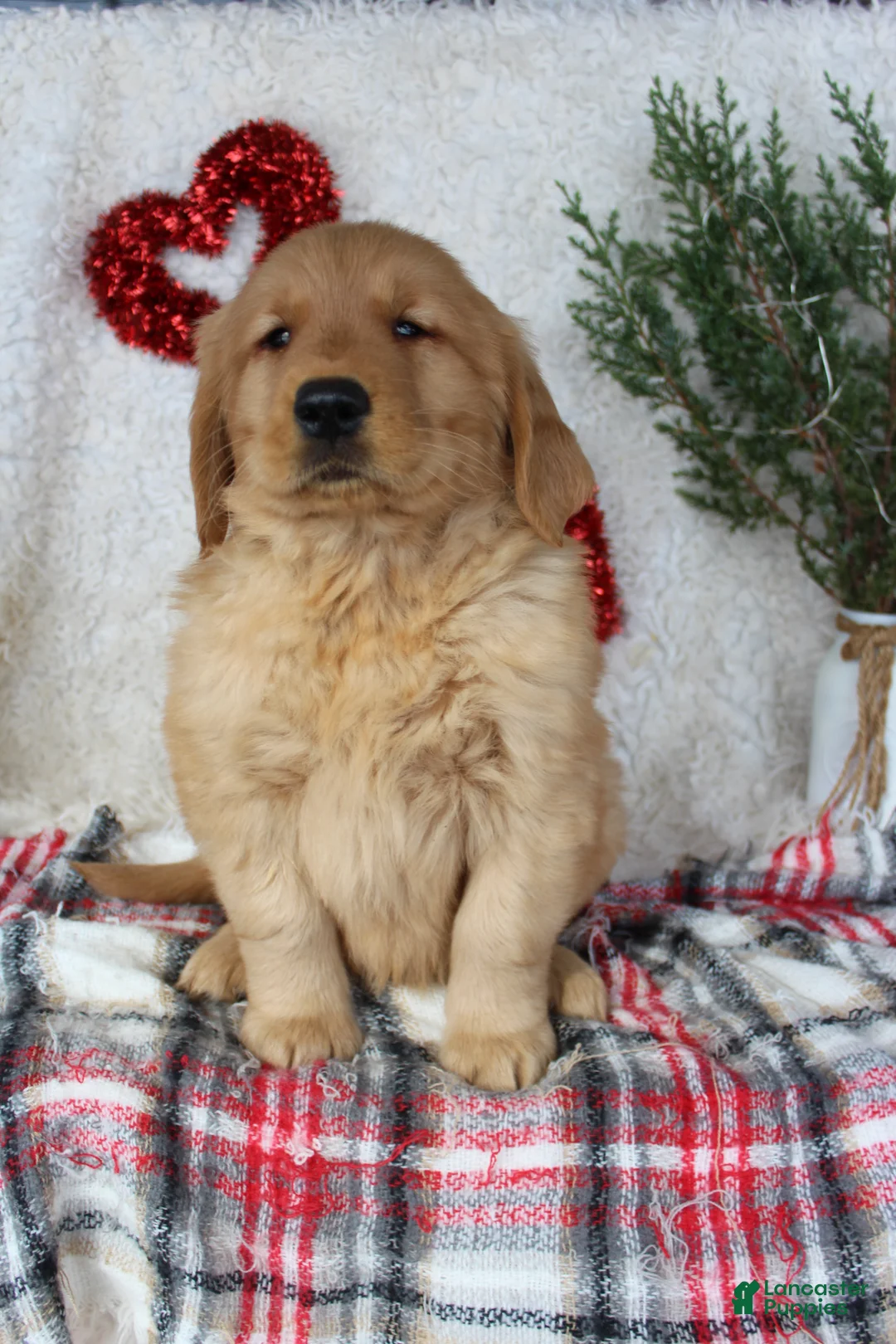 Golden Retriever dogs for sale: Tucker - Ad 6