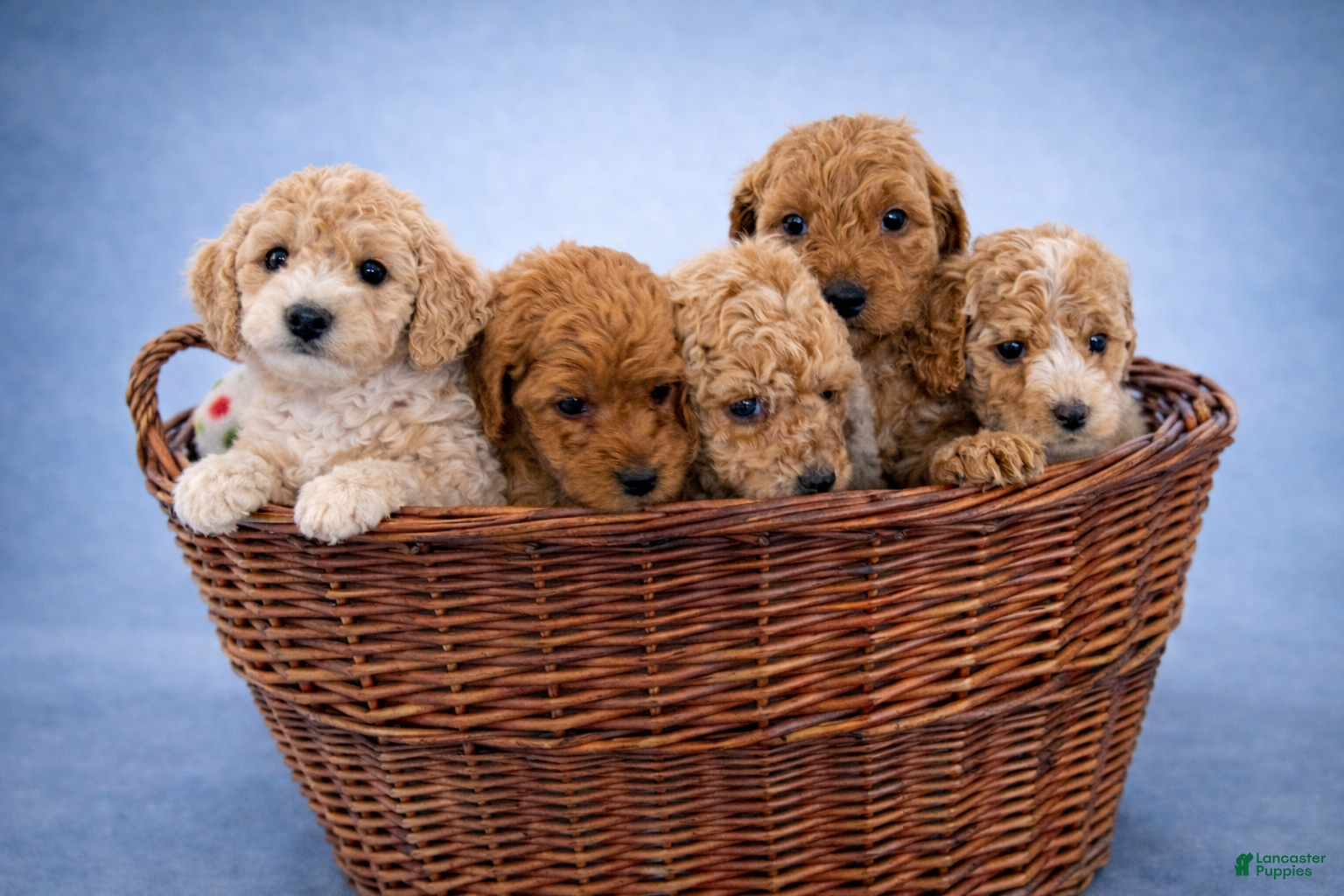 Mini Goldendoodle dogs Cooper - Ad 2