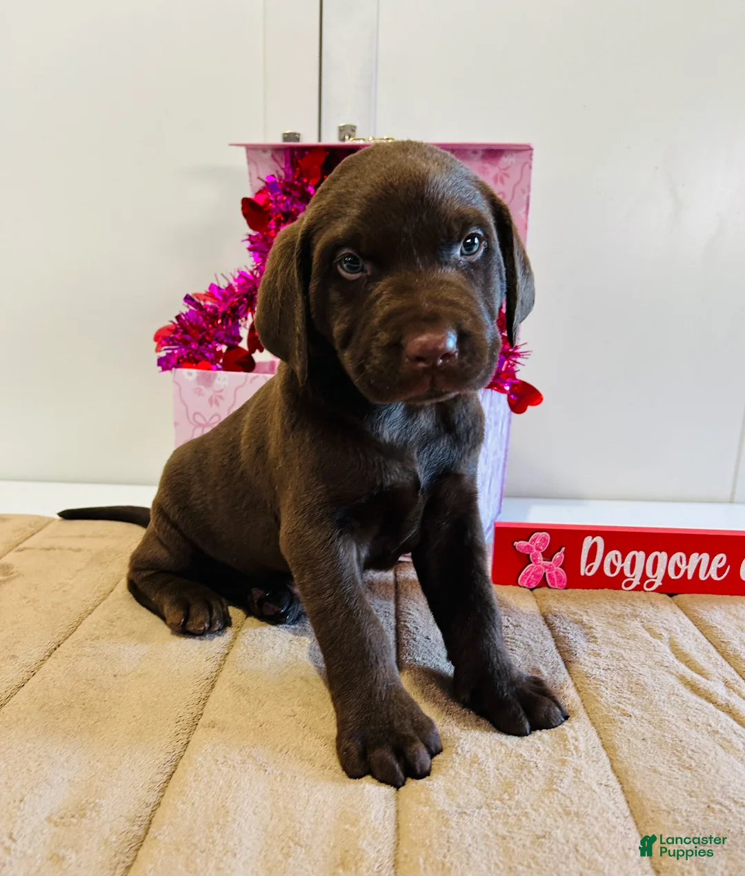 Labrador Retriever dogs for sale: Keith - Ad 5