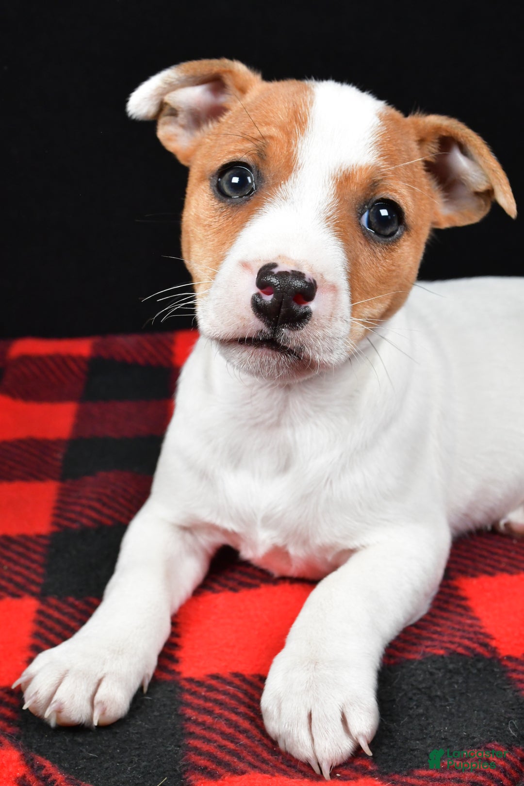 Jack Russell Terrier dogs for sale: Muffin - Ad 9