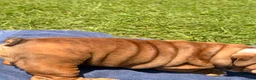 English Bulldog dogs for sale: Chunky Monkey - Ad 3