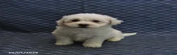 Mixed Breed dogs for sale: Tyler - Ad 4