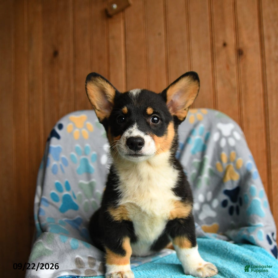Welsh Corgi Pembroke dogs Harper - Ad 2