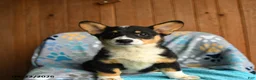 Welsh Corgi Pembroke dogs for sale: Harper - Ad 2