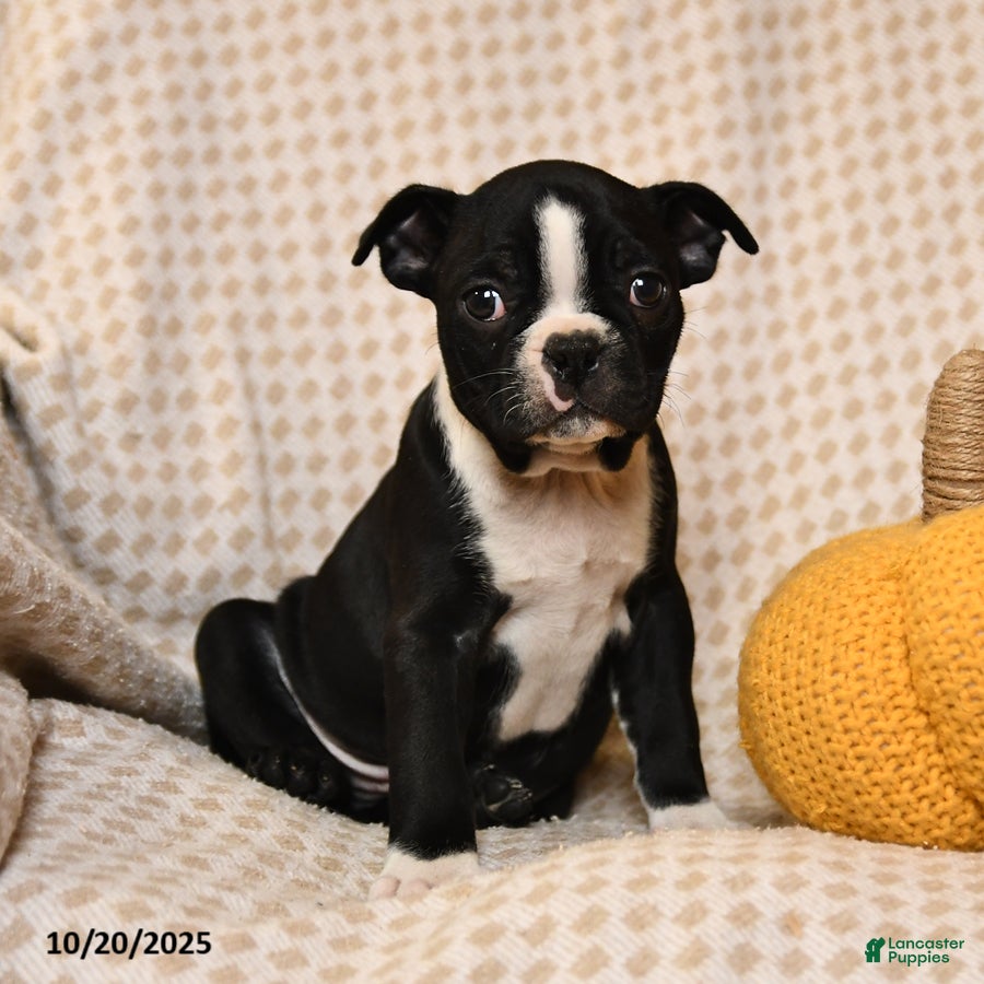 Boston Terrier dogs Chase - Ad 35