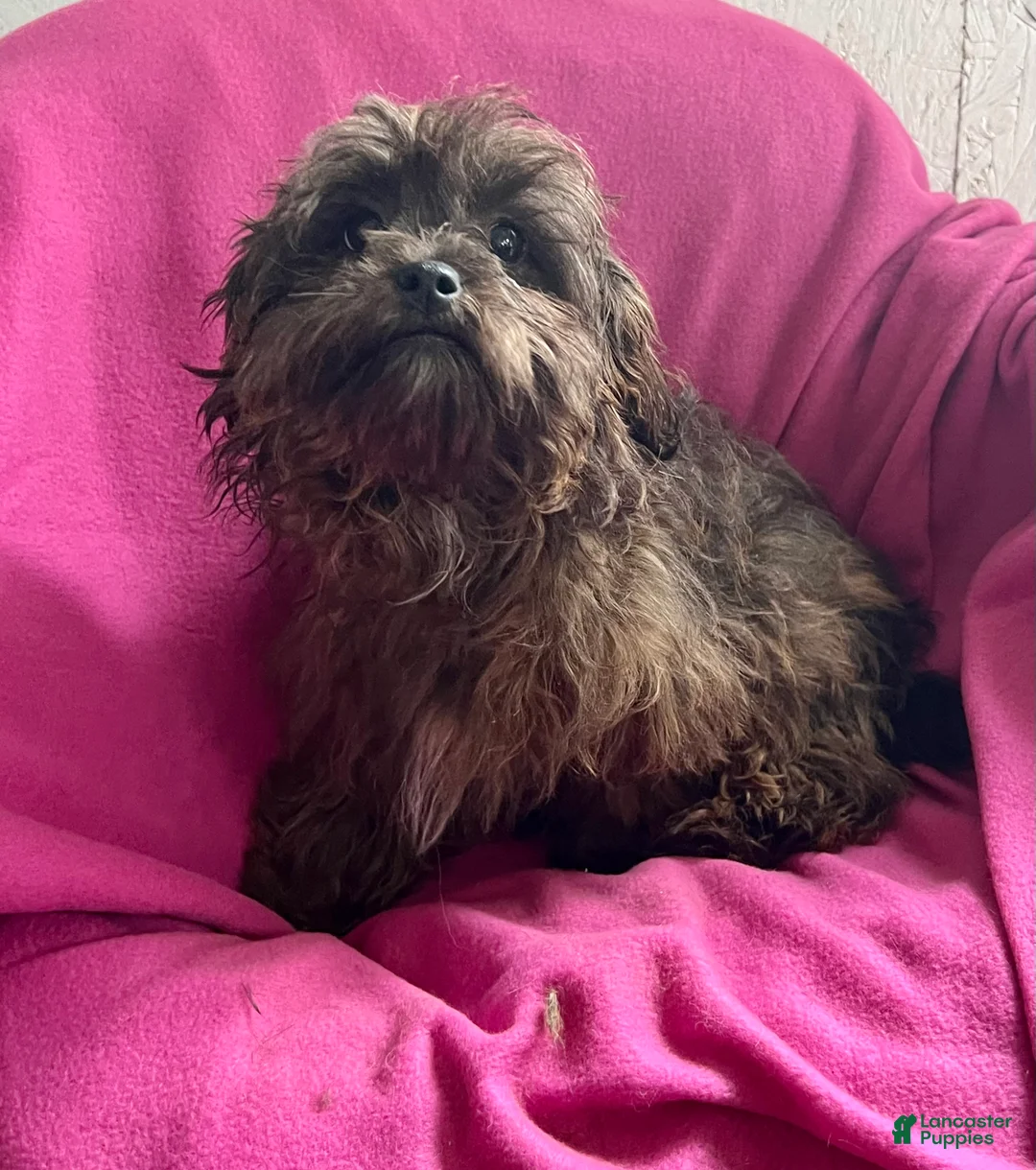 Shihpoo dogs for sale: Karen - Ad 1