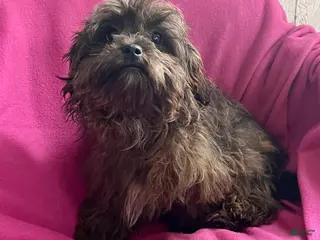 Shihpoo dogs for sale: Karen - Ad 2