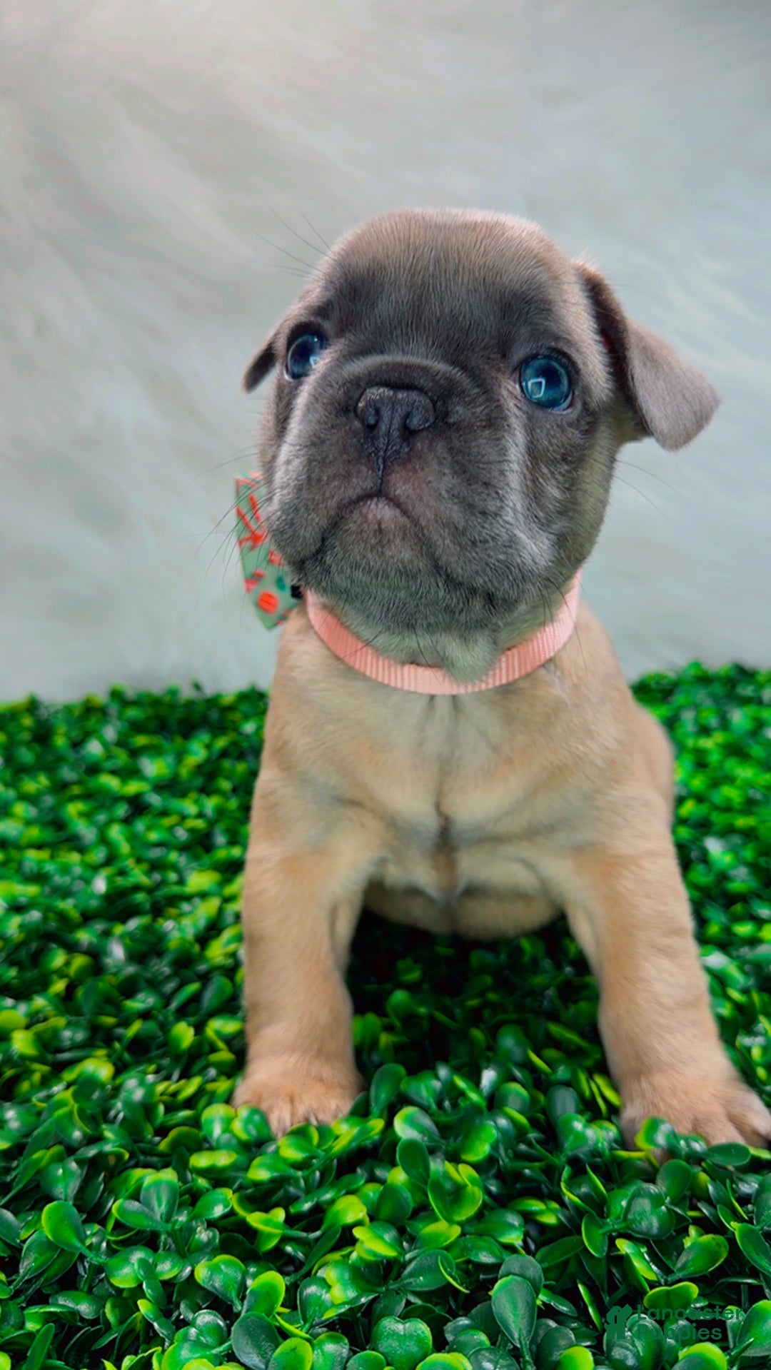 French Bulldog dogs for sale: MONNET - Ad 2