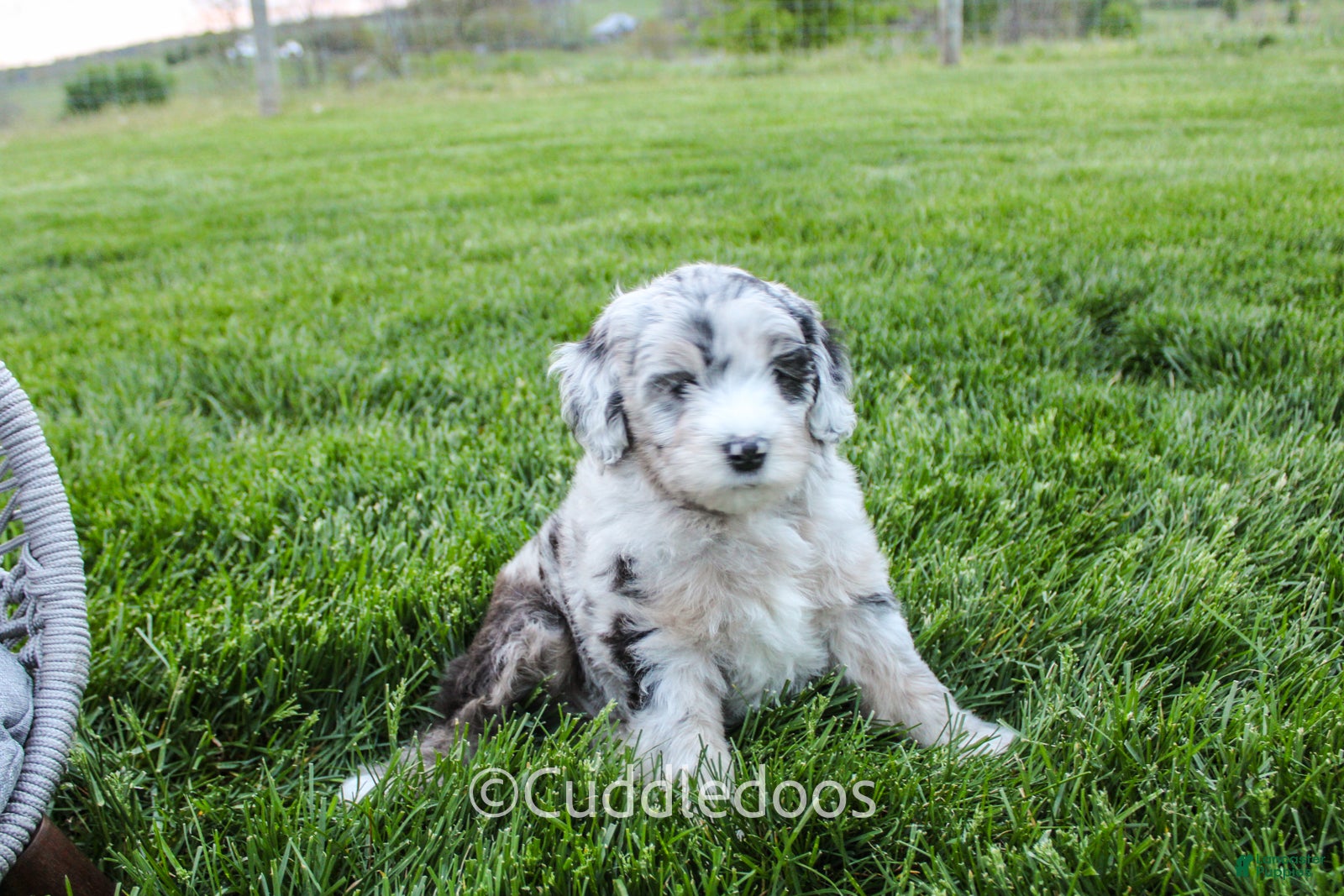 Mini Sheepadoodle dogs Daisy - Ad 2