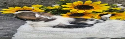 Shih Tzu dogs for sale: Chelsea - Ad 3