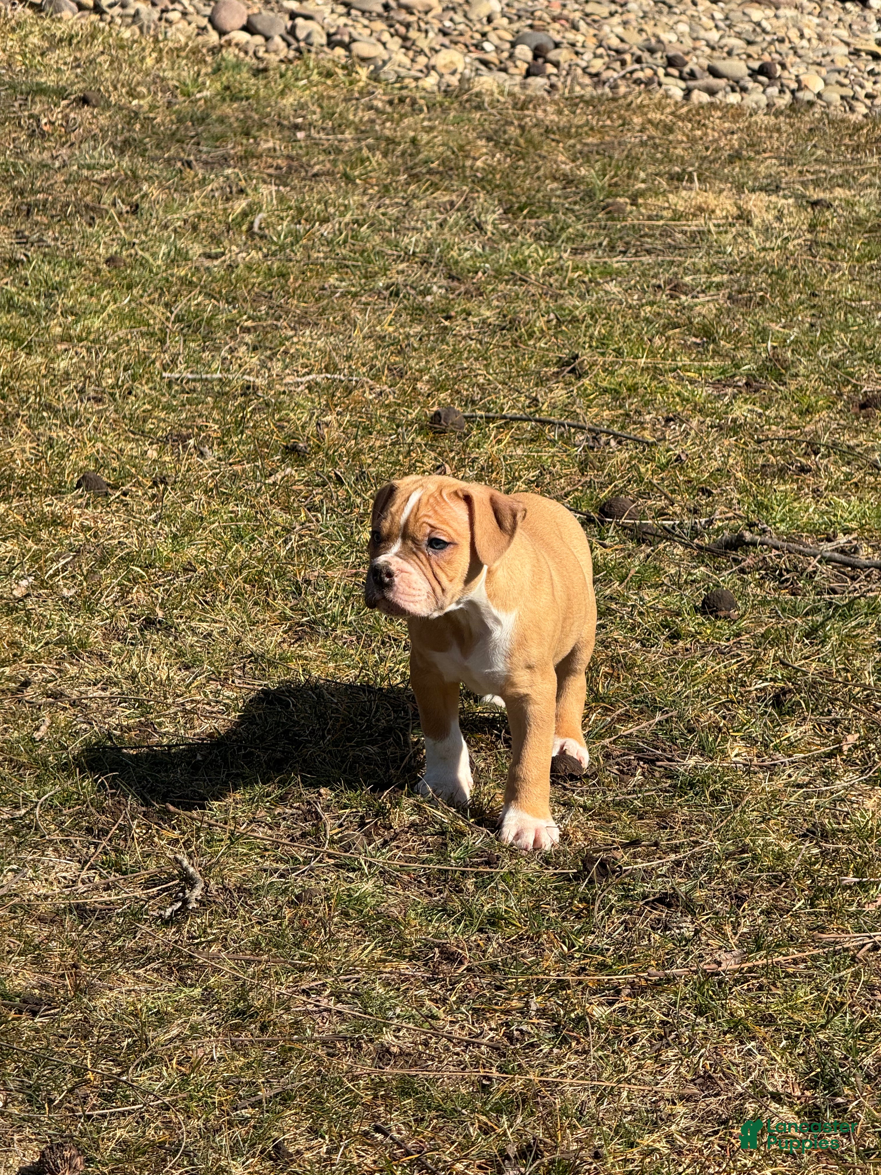 Alapaha Blue Blood Bulldog dogs BEA Riot - Ad 2