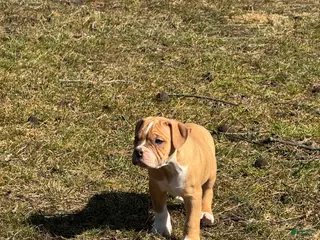 Alapaha Blue Blood Bulldog dogs BEA Riot - Ad 2