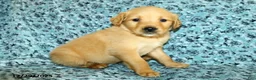 Golden Retriever dogs for sale: Houston - Ad 7