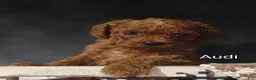 Cavapoo dogs for sale: Cavapoo F1b 3 Audi - Ad 7