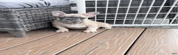 French Bulldog dogs for sale: Max - Ad 3