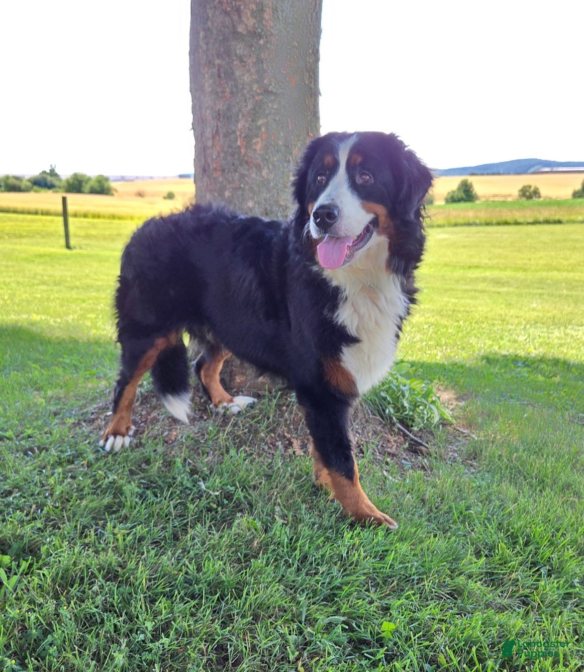 Bernese Mountain Dog dogs Aspen - Ad 2