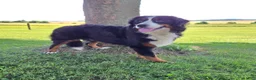 Bernese Mountain Dog dogs for sale: Aspen - Ad 2
