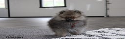 Pomeranian dogs for sale: Major - Ad 9