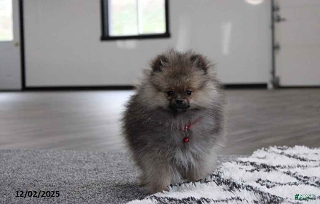 Pomeranian dogs for sale: Major - Ad 9