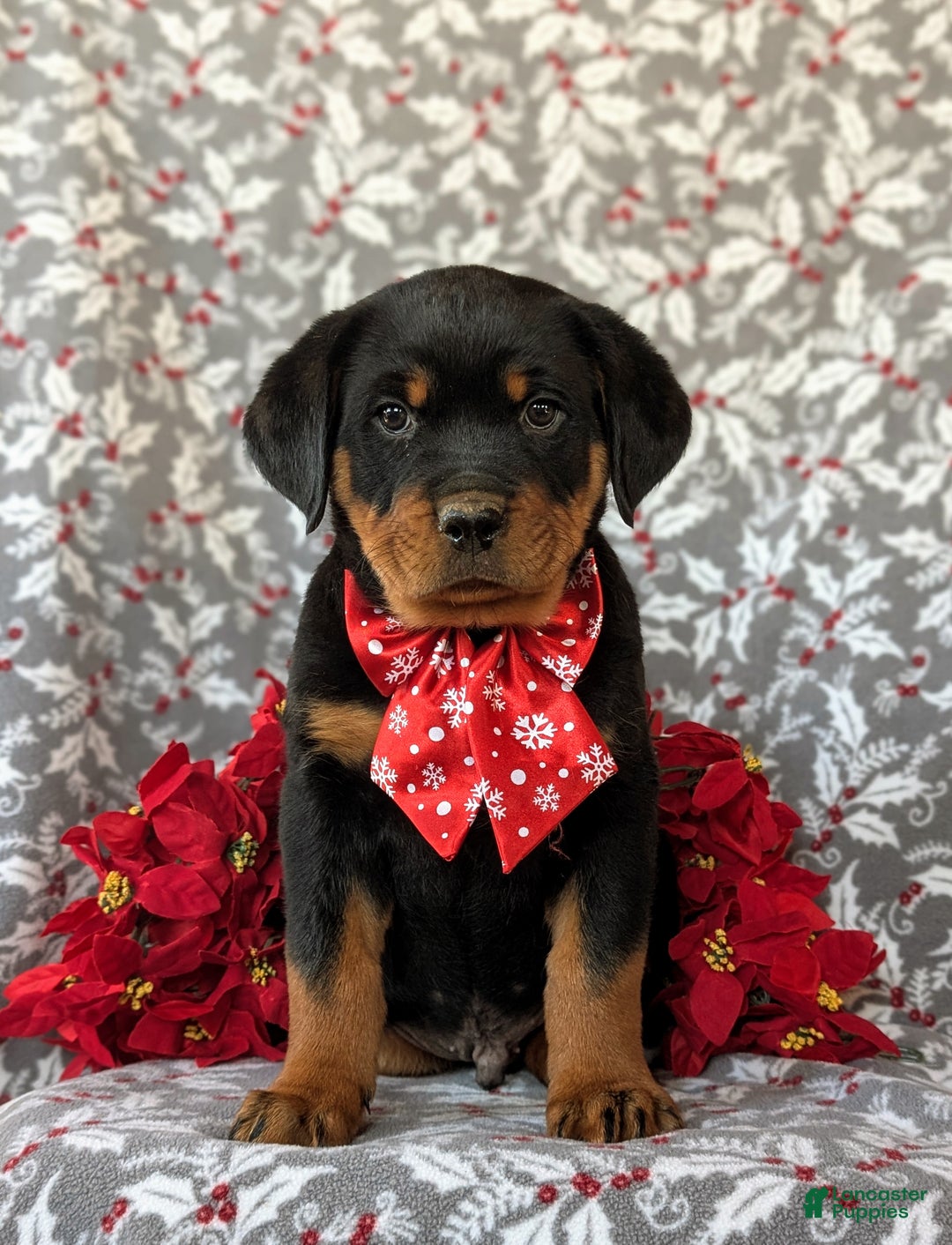 Rottweiler dogs for sale: Atticus - Ad 2
