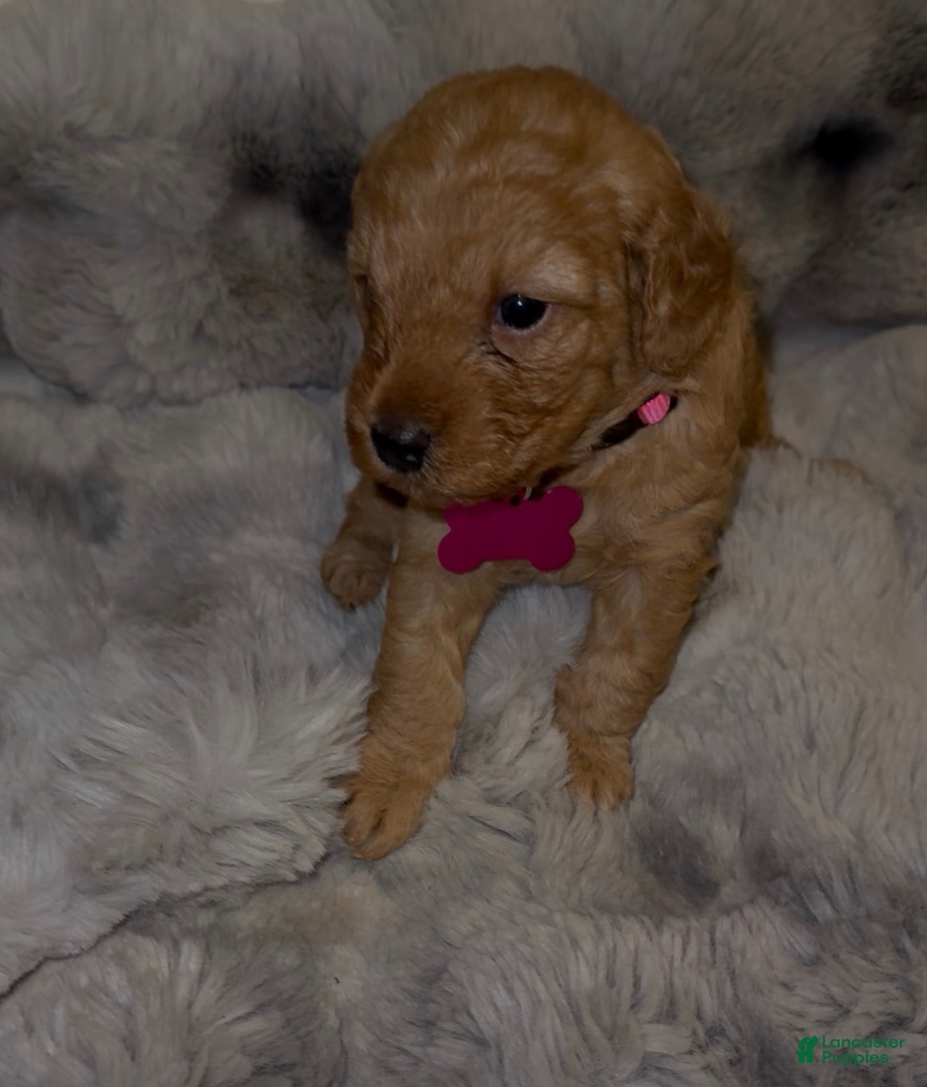 Mini Goldendoodle dogs for sale: Mini Goldendoodle 3 - Ad 1