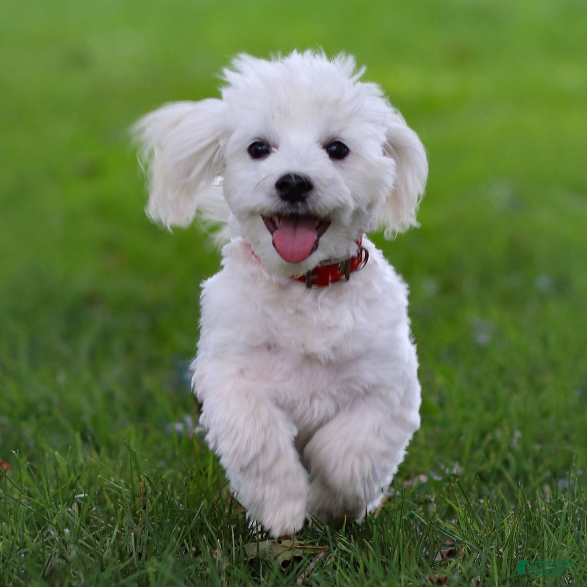 Maltese dogs Sterling - Ad 4
