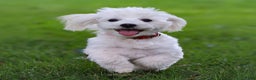 Maltese dogs for sale: Sterling - Ad 1