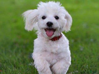 Maltese dogs Sterling - Ad 26