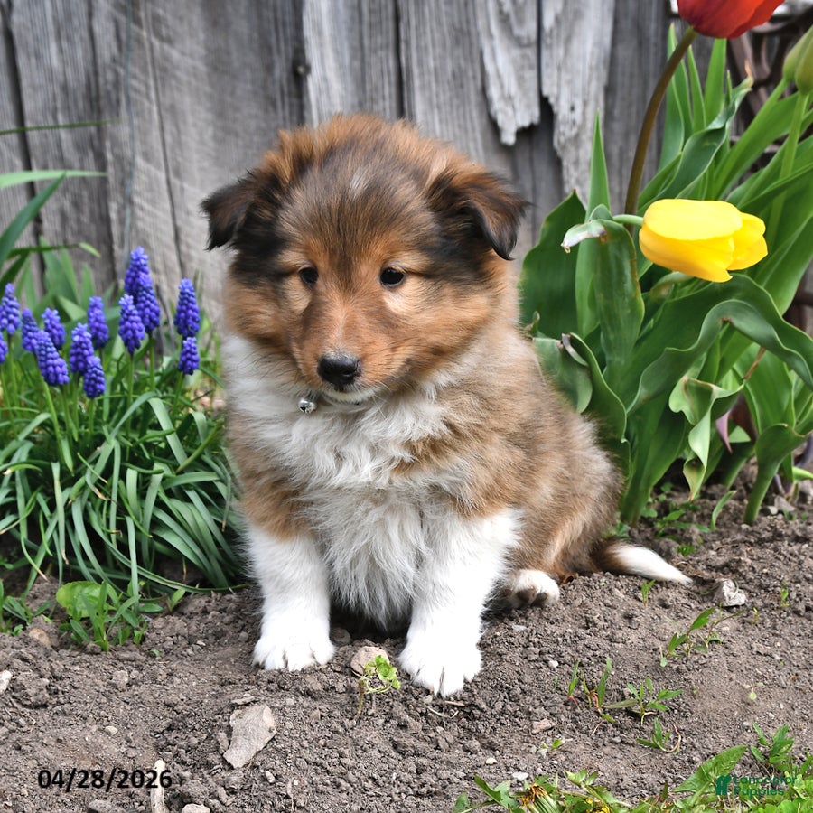 Shetland Sheepdog dogs Micah - Ad 2