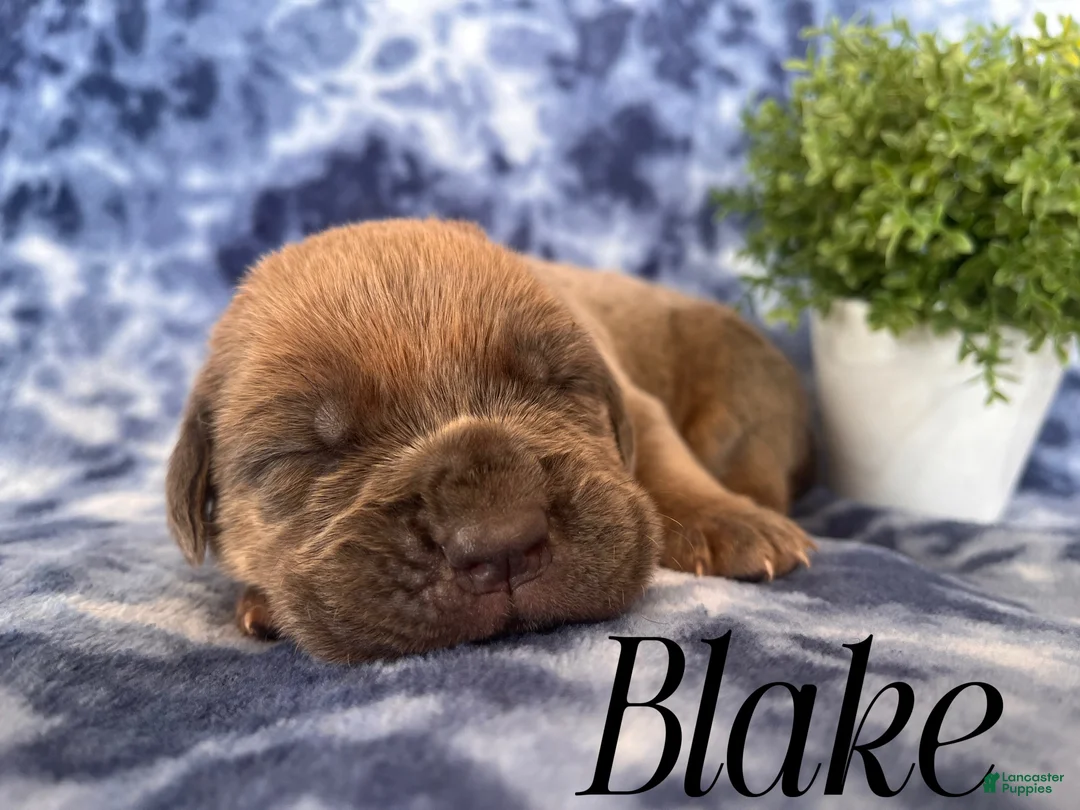 Cane Corso dogs for sale: Nikki - Ad 24