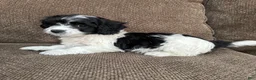 Havapoo dogs for sale: 1 Tony - Ad 1