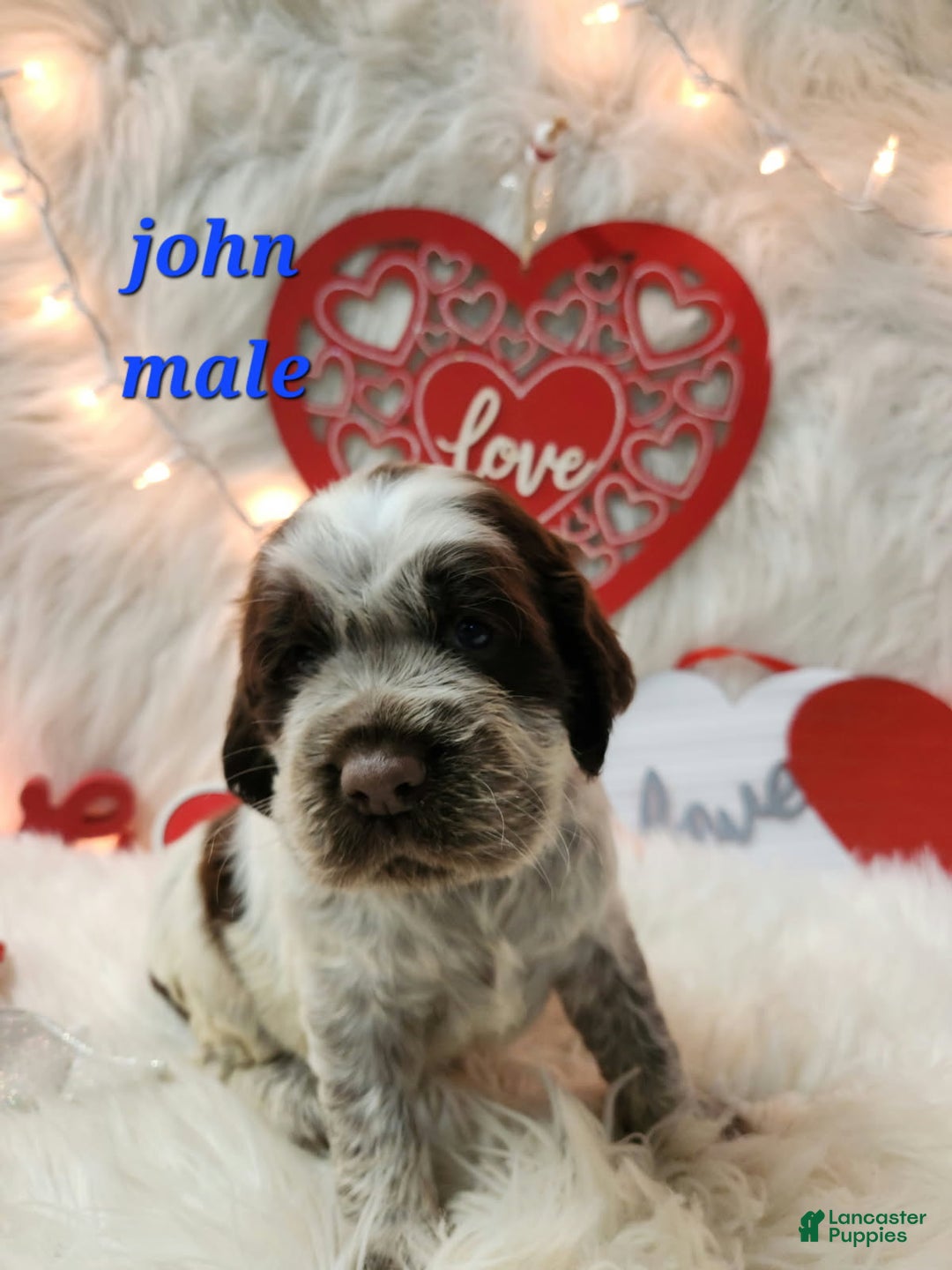 English Springer Spaniel dogs for sale: John - Ad 1